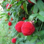 Rubus illecebrosus maasikvaarikas