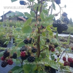 Black Satin Rubus Fruticosus Aedmurakas ehk pampel